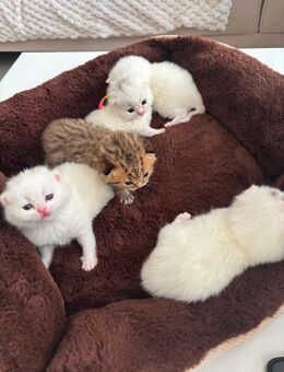 BKH Kitten zu verkaufen 🐾 - Herne