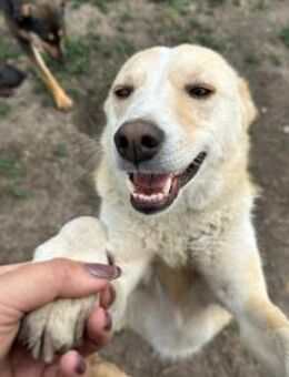Elfie, die enrzückende Blondine 🐾 - Elsdorf (Nordrhein-Westfalen)