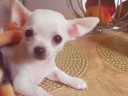 Süße Reinrassige Chihuahua Welpen 10 Wochen alt - Augsburg