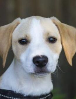 Snoopy, ein unkomplizierter Hundejunge - Puchheim