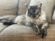Liebevolles zu Hause gesucht -> Maine Coon - Pirna