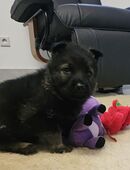 Deutscher Schäferhund Welpen in 07937