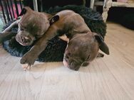 American Bully Babys - Richtenberg