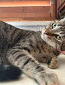 Sanfter Mili - Ellerbek