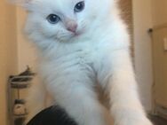 Kitten 14 Wochen - Völklingen