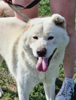 Zuzu sucht ihre Menschen - Nordwalde