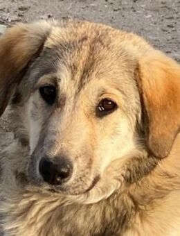 Hanno, geb. ca. 09/2024, GRIECHENLAND - Markdorf