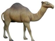 Camel lebensgroß Deko- & Werbefigur - Markersdorf