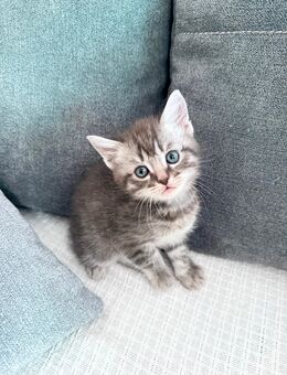 5 süße Kitten zu verkaufen 🐾 - Berlin