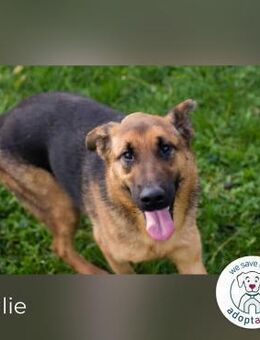 Malie Aktive Hündin sucht Zuhause - Kirchzell