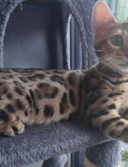 Bengal Kittens - Hamburg