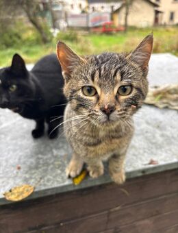 Liebe Kätzchen suchen ein Zuhause - Heiligenstadt (Oberfranken)