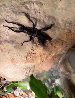Eurycantha calcarata - Oldenburg