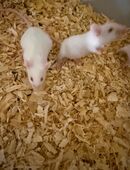 Biete meine jungen Mäuse zur abgabe in 47803