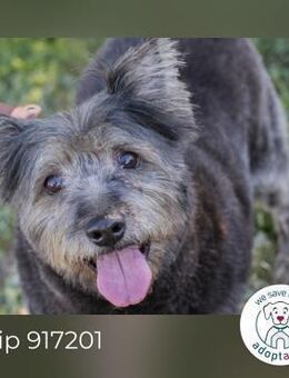 Chip 917201 sucht ein Zuhause - Kirchzell