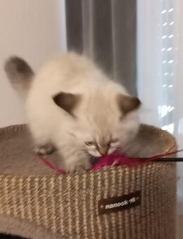 Britisch lang haarige Kitten zum Abholung bereit - Erbach (Hessen)