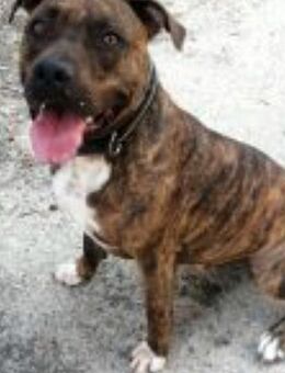 LANDER - jetzt zur Ausreise bereit..... - Kempen