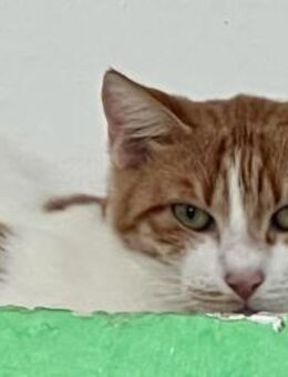 Kanela, verspielte Kuschelmaus, ca. 4 Ja - Vaterstetten