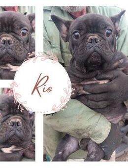 RIO PP Youngster sucht Familie - Neustadt (Rübenberge)