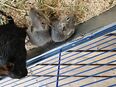 Degu babys weibchen in 12247