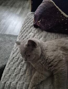 Bkh kitten lilac - Berlin