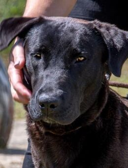 Diego ist jung und verspielt - Brunstorf