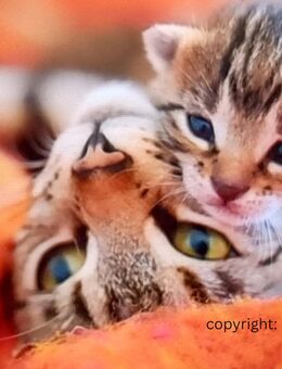 Bengalkittenmix - Babykatzen - Lindau (Bodensee)