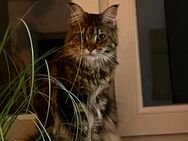 Maine Coon mit Stammbaum - Herzogenrath