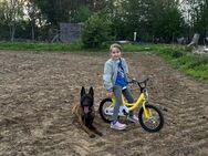 Belgischer Schäferhund - Übach-Palenberg