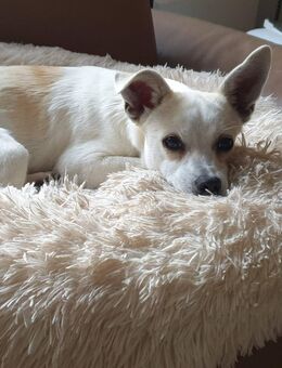 Krümel, klein, aber fein - Borna