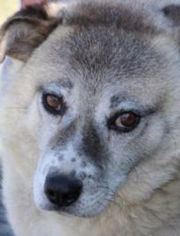 Gaiwan - kinderlieber Familienhund - Lohra