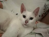 Louise aus dem Tierschutz - Grevenbroich