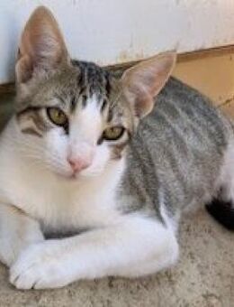 NUR - PIKO - wartet noch........ - Kempen