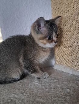 Britisch Kurzhaar - Berlin Reinickendorf