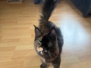 Maine Coon - Füssen