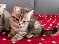 Bkh Kitten British Kurzhaar - München Neuhausen-Nymphenburg