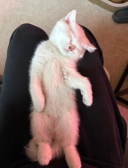 Britisch Kurzhaar (BKH) Kitten - Waldbüttelbrunn