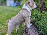 Deckrüde New english Bulldog/ OEB/ Bulldogge ( kein Verkauf) - Hagen (Stadt der FernUniversität)