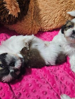 Shih tzu welpen - Güstrow