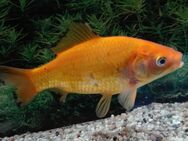 Goldfisch Zitronengelb - Hohenroth