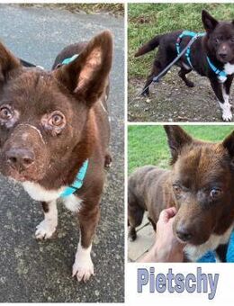 PIETSCHY * aufgeweckt schlau liebevoll - Duisburg