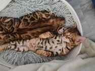 Bengalkatze Kitten - Köln