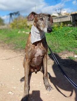 Hugo - Rieden (Rheinland-Pfalz)