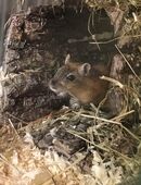 Mongolische Rennmäuse (Gerbile) in 50181