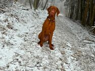 Wunderschöner, imposanter Ungarischer Vizsla Rüde sucht neues Zuhause - Gingen (Fils)