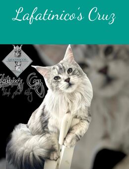 Maine Coon Katze mit Stammbaum - Attendorn (Hansestadt)