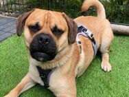 🐶 Buddy junger Wirbelwind mit Herz - Kassel
