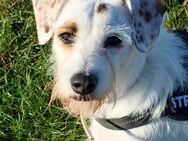 G I N O - sucht Terrier-Kenner...... - Kempen