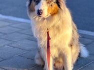 Alfred - Australian Shepherd - 2 Jahre - Tierhilfe Franken - Lauf (Pegnitz) Zentrum