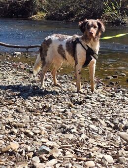 Aussie-Münsterländer mix Hündin abzugeben - Wetter (Hessen)
